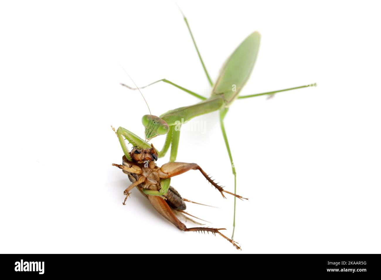 Praing mantis cattura preda, un cricket. Isolato su uno sfondo bianco Foto Stock
