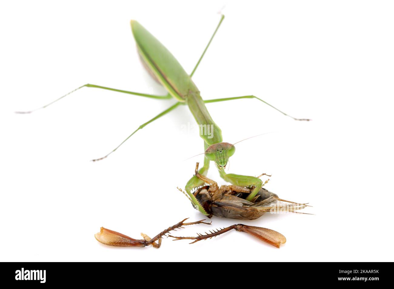 Praing mantis cattura preda, un cricket. Isolato su uno sfondo bianco Foto Stock