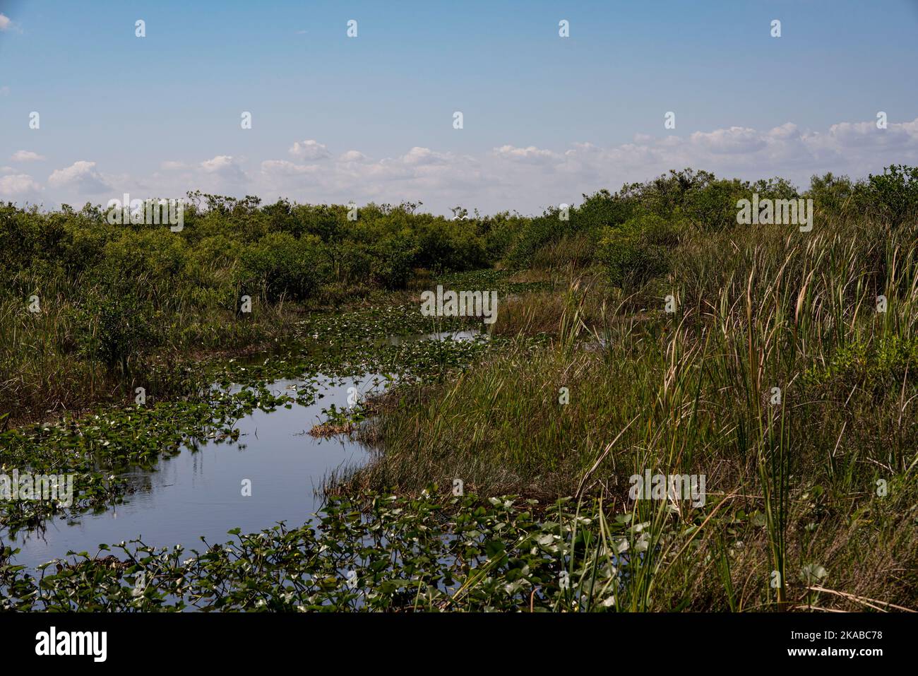 Le Everglades della Florida sono una destinazione dove la fauna selvatica e la bellezza naturale sopraffanno i sensi Foto Stock
