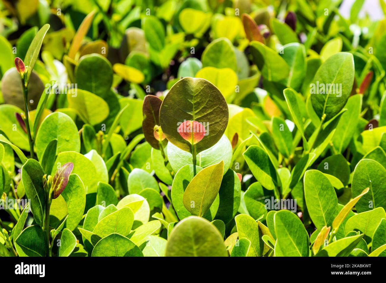 primo piano di verde privato siepe ramoscelli con foglie. Foto Stock