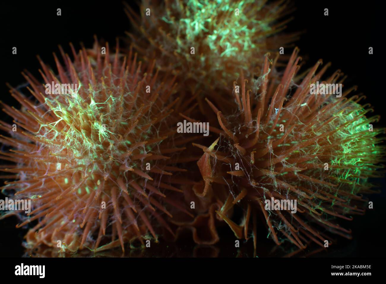 fiori luce uv in modo da vedere gli insekts reale senza filtro Foto Stock