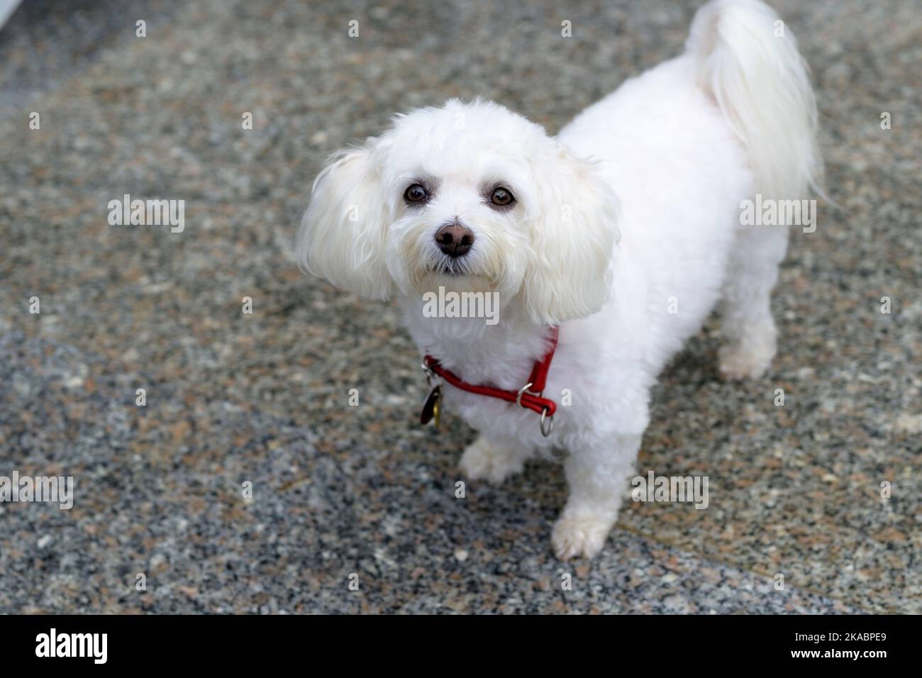 Adorabile piccolo cane Havanese bianco che si alza ad occhio la telecamera mentre si trova all'interno di casa Foto Stock