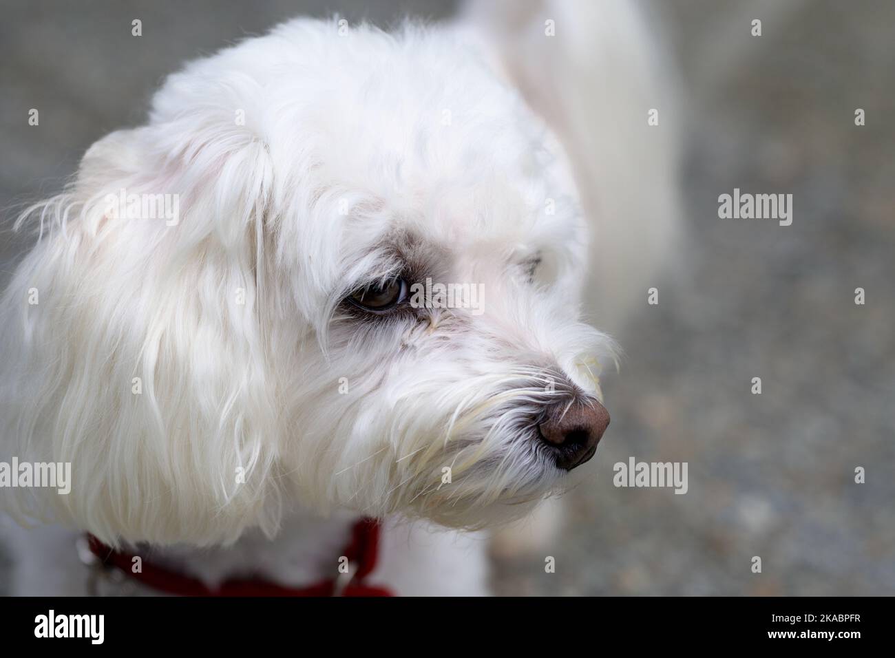 Primo piano Ritratto di un adorabile piccolo cane Havanese bianco che alza lo occhio della telecamera mentre si trova all'interno di casa Foto Stock