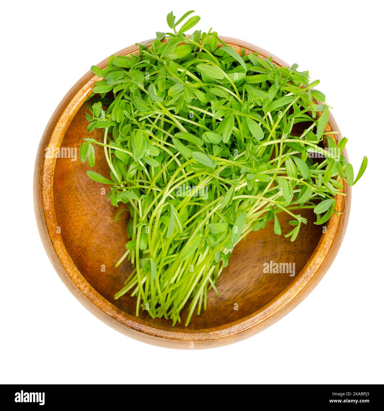 Fate rosolare i microgreeni di lenticchie in una ciotola di legno. Germogli pronti da mangiare, giovani piante e germogli di lenticchie di montagna, lenti culinaris. Foto Stock