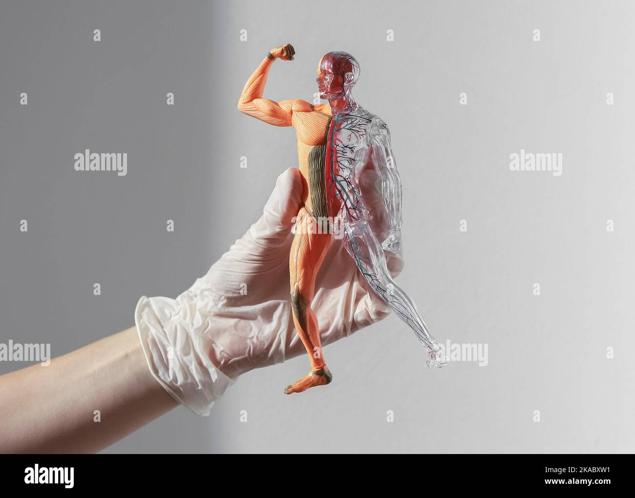 3d modello di corpo umano senza pelle con sistema circolatorio e muscolare. Concetto anatomico medico. Foto Stock