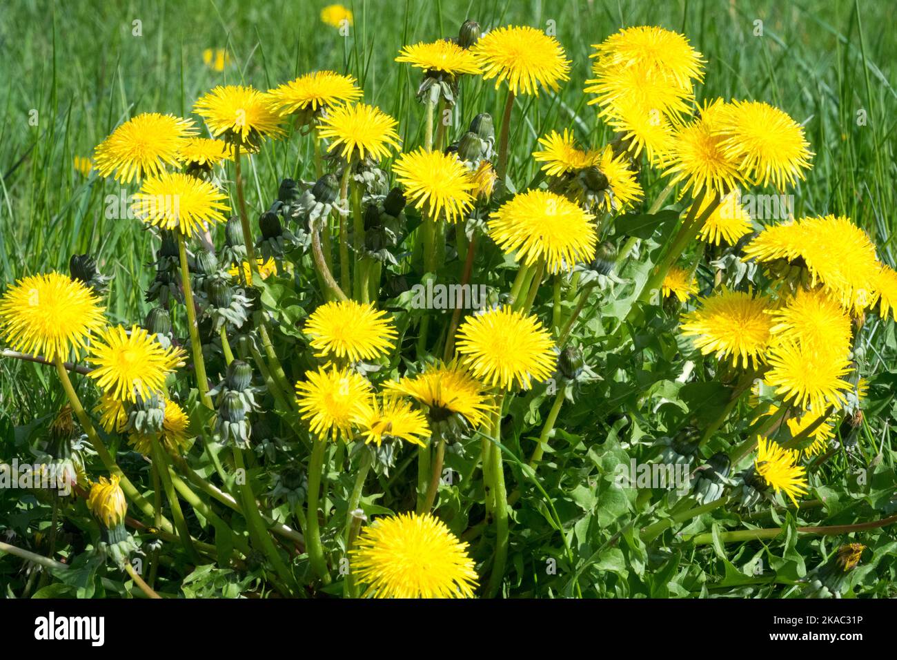 Leoni nel prato Taraxacum officinale Ground Yellow Green Plants Dandelions Lawn Clump Taraxacum fioritura Primavera Giardino Fiori Clumps of Weed Foto Stock
