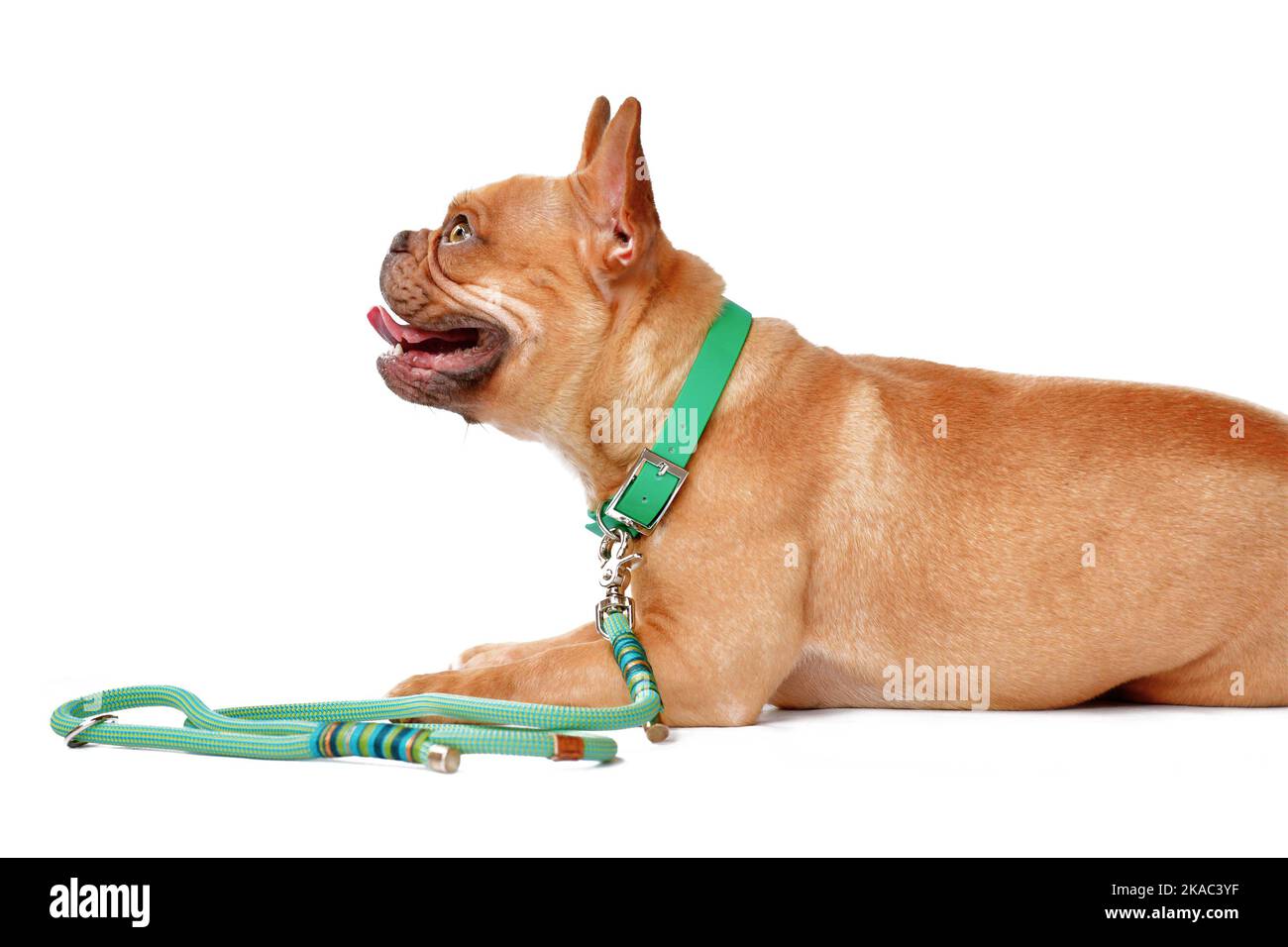 Cane Bulldog francese di colore rosso con colletto verde e guinzaglio in corda su sfondo bianco Foto Stock