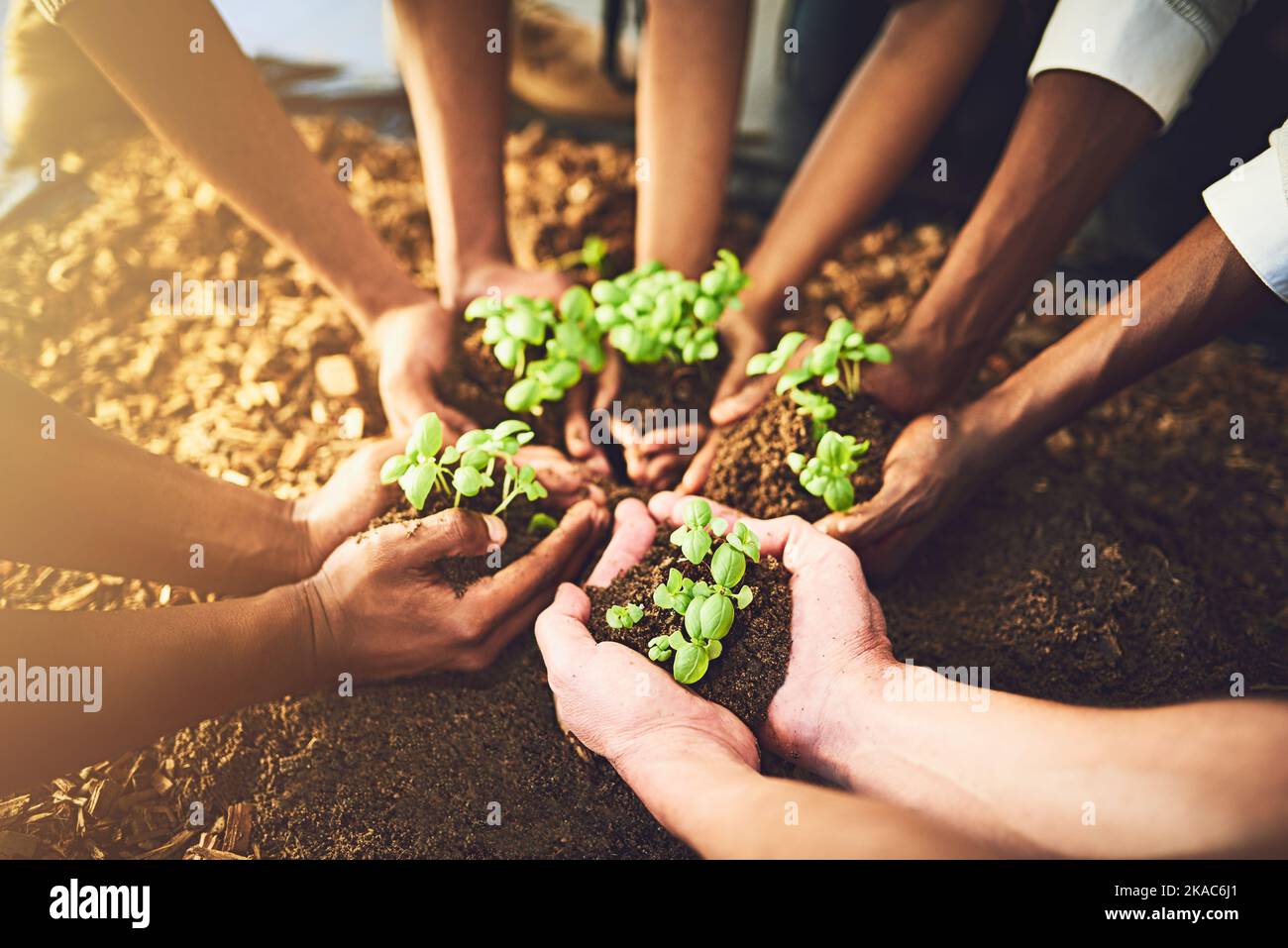 Tutti hanno il potenziale per crescere. Primo piano di un gruppo di persone non riconoscibili che detengono piante che crescono dal suolo. Foto Stock