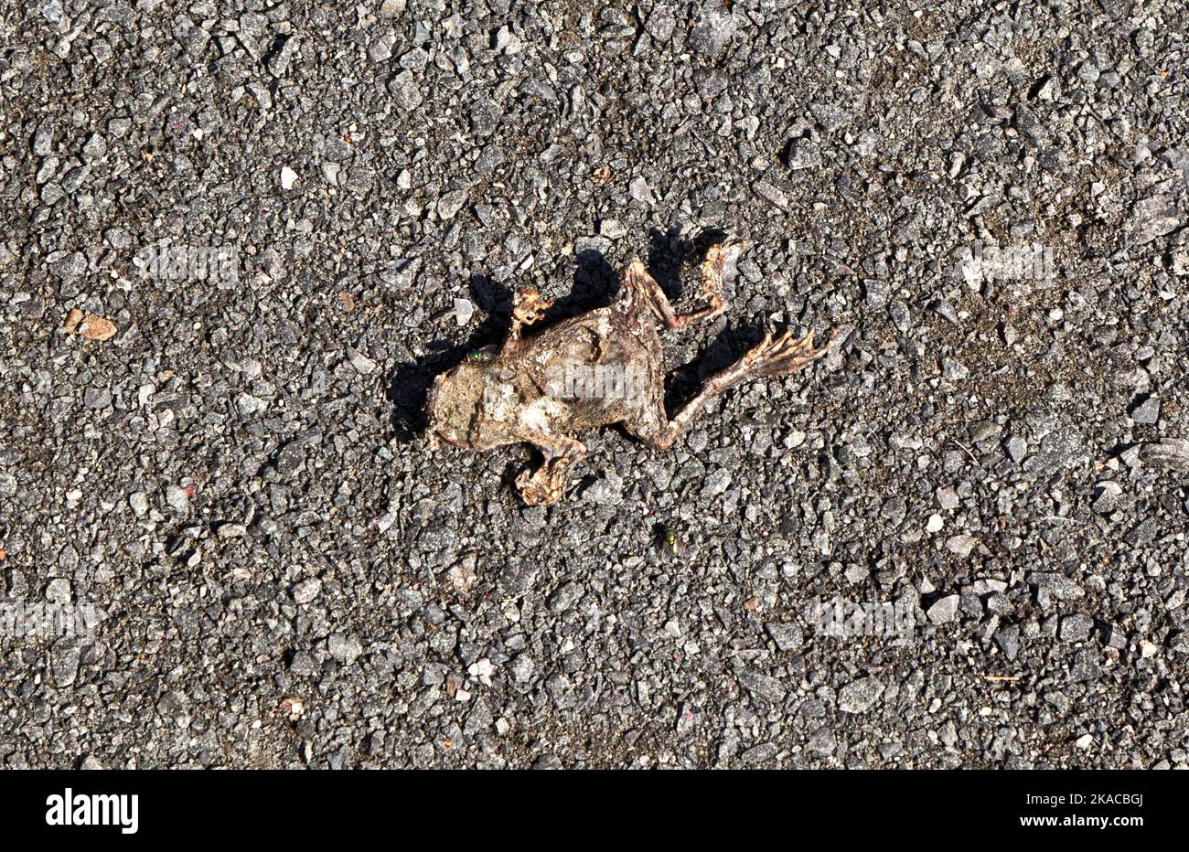 rana morta sul paveway Foto Stock
