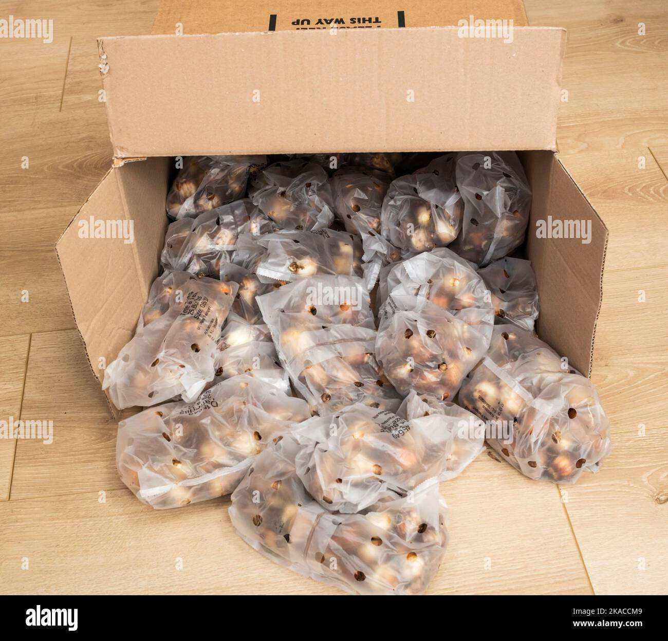 Una scatola contenente 1000 bulbi di daffodil, varietà Tête-à-tête', per un sistema di piantagione comunitario, Inghilterra, Regno Unito Foto Stock