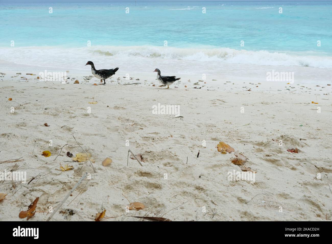 Carino anatra a piedi sulla spiaggia pulita di Rasdhoo, Maldive. Foto Stock