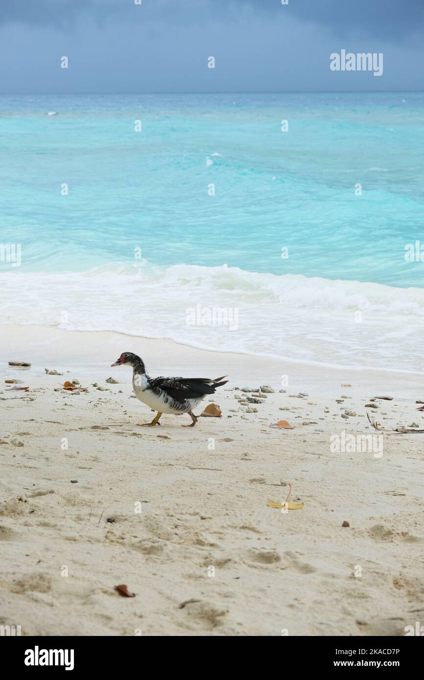 Carino anatra a piedi sulla spiaggia pulita di Rasdhoo, Maldive. Foto Stock