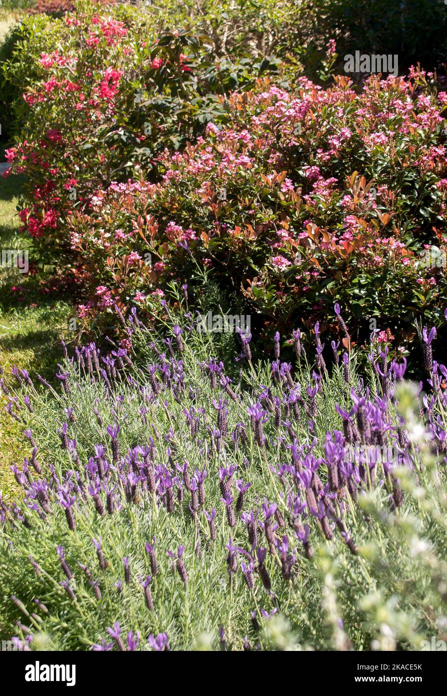 Giardino privato australiano, Queensland. Letto di fiori con lavanda francese, Lavandula dentata; biancospino indiano, Rhaphiolepis indica; Vireya rhododendron. Foto Stock
