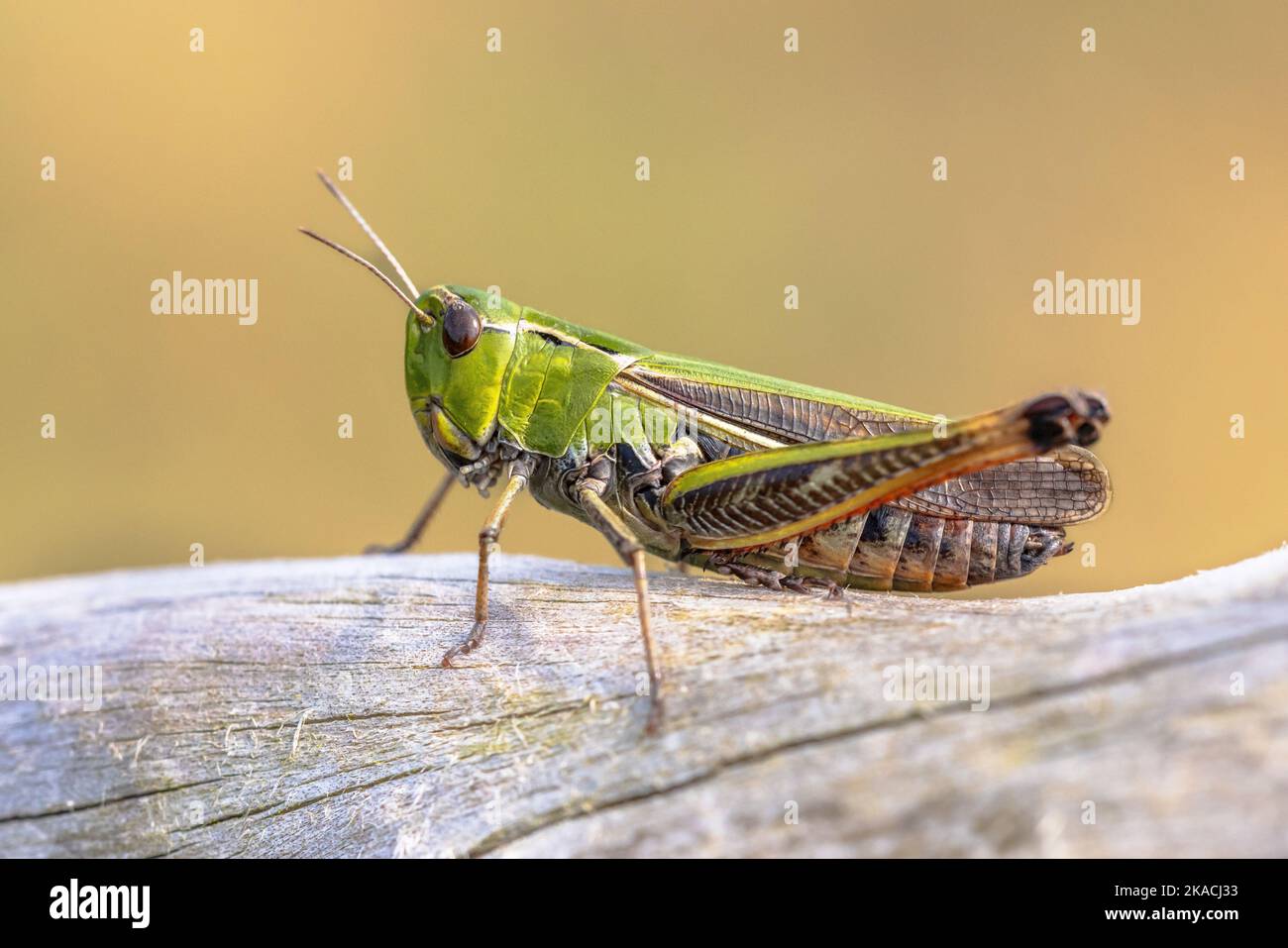 Grasshopper con alette a strisce (Stenobothrus lineatus) nell'habitat naturale di Veluwe Olanda. Fauna selvatica scena della natura in Europa. Foto Stock