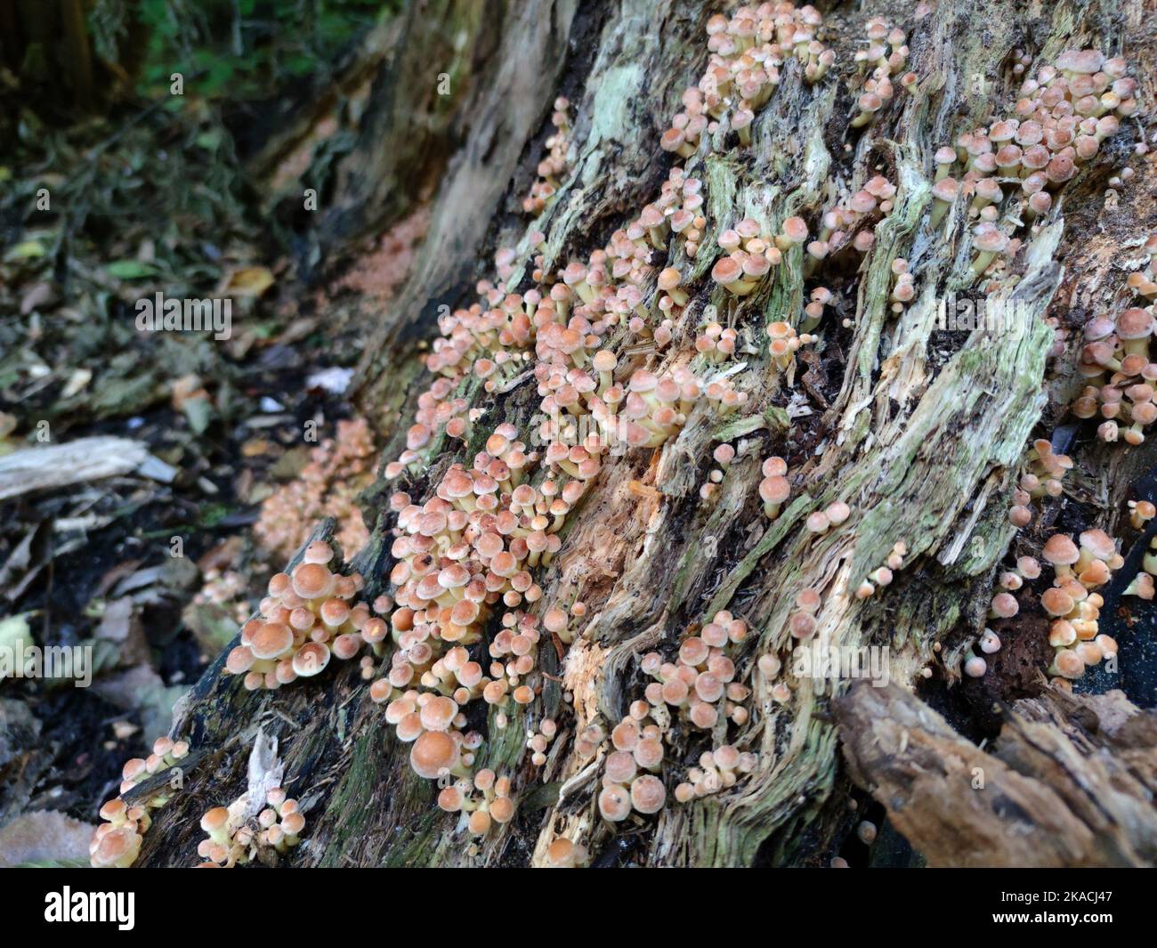 Molti funghi piccoli che crescono sul tronco di un albero Foto Stock