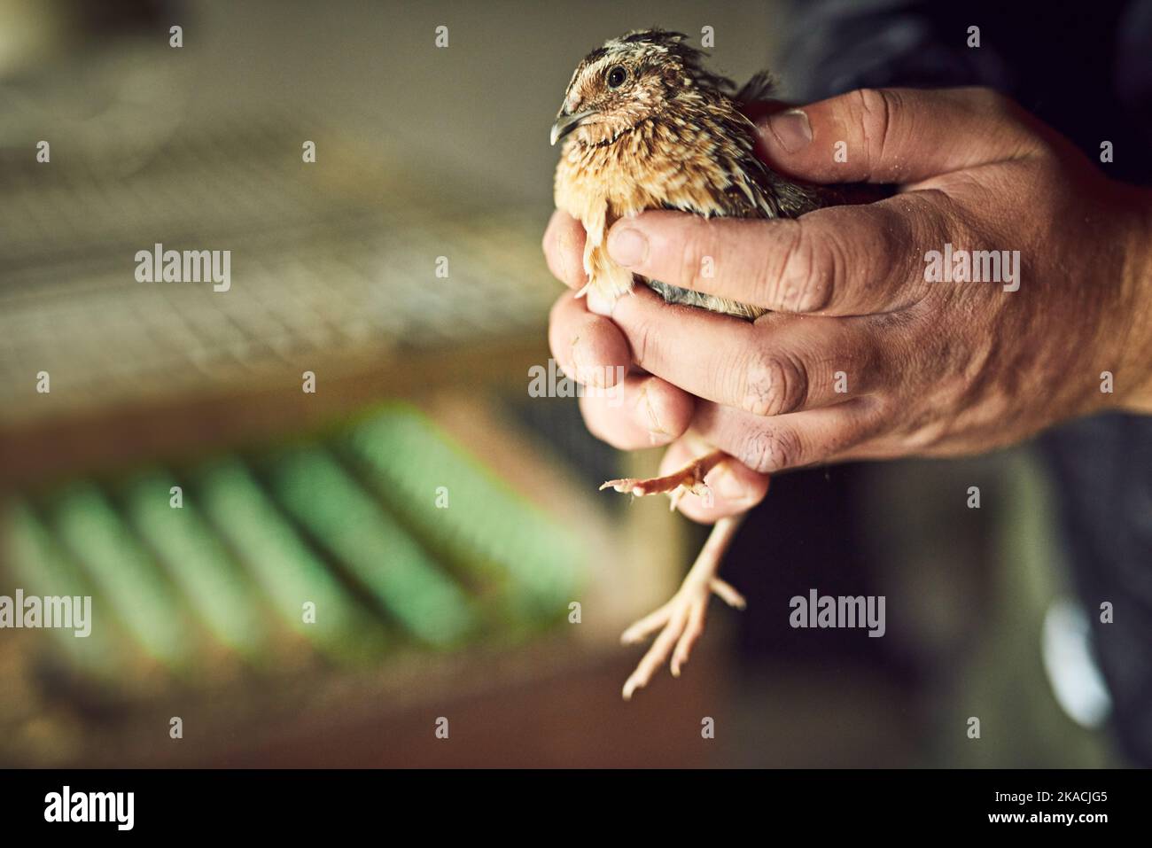 Si prega di non scappare quando ti metto giù. Una persona irriconoscibile mani tenere un pollo fuori in una fattoria durante il giorno. Foto Stock