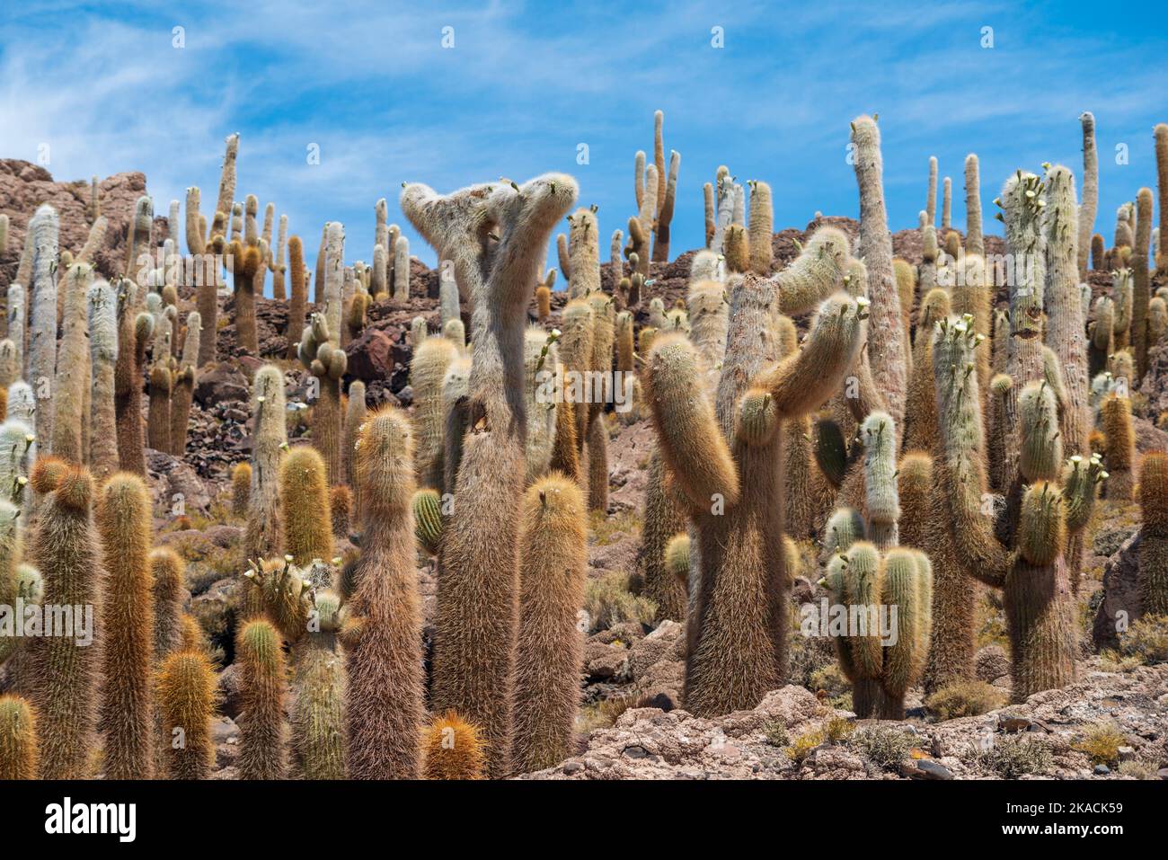 Inkahuasi isola paesaggio con molte gigantesche piante di cactus in Bolivia Foto Stock