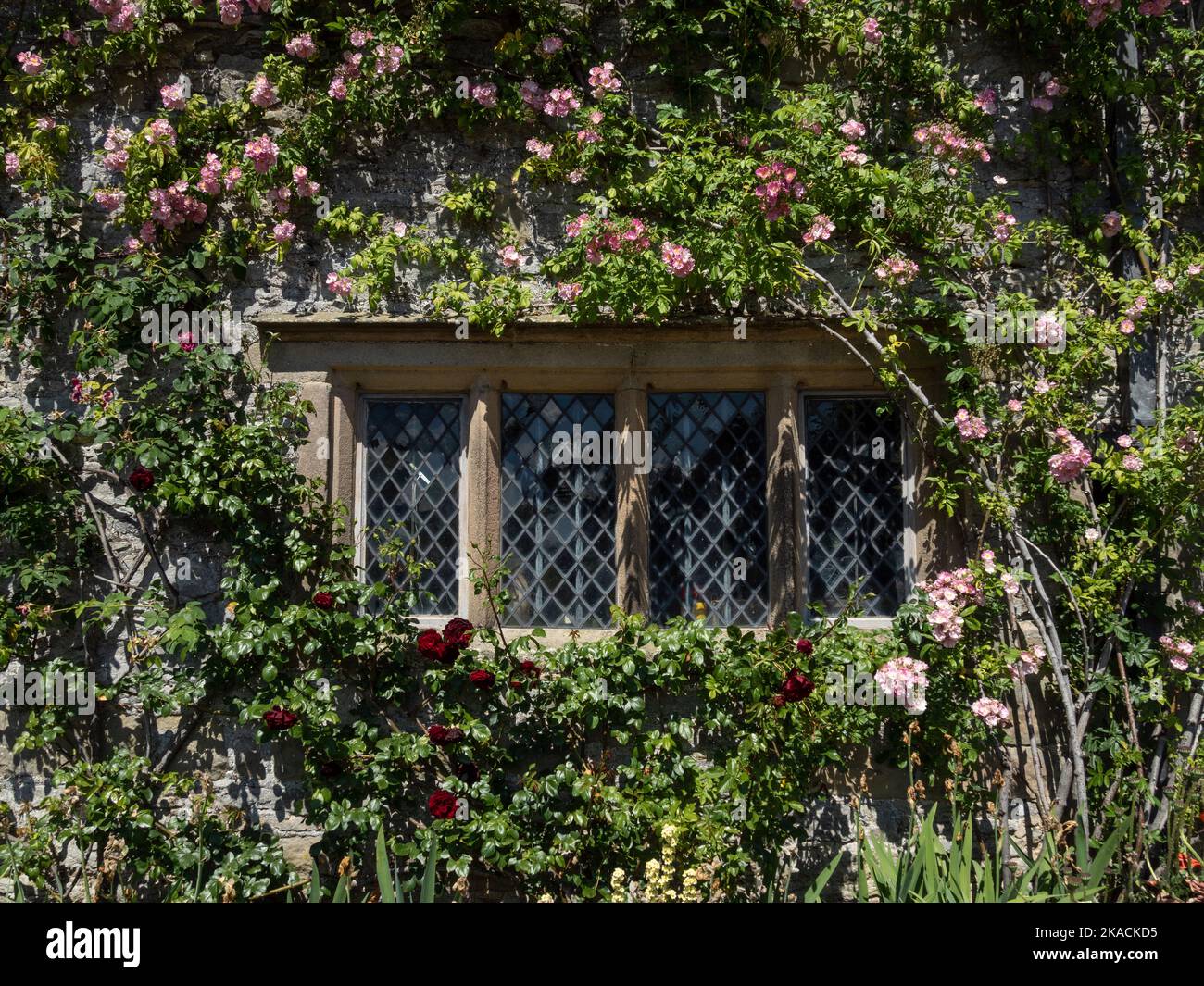 Haddon Hall, una casa padronale medievale risalente al 11th ° secolo, Bakewell, Derbyshire, Regno Unito; finestra con piombo circondata da arrampicatori Foto Stock