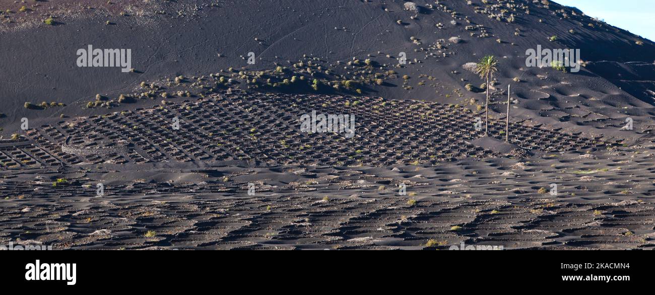 Viticoltura nella regione volanica la Geria Lanzarote Foto Stock