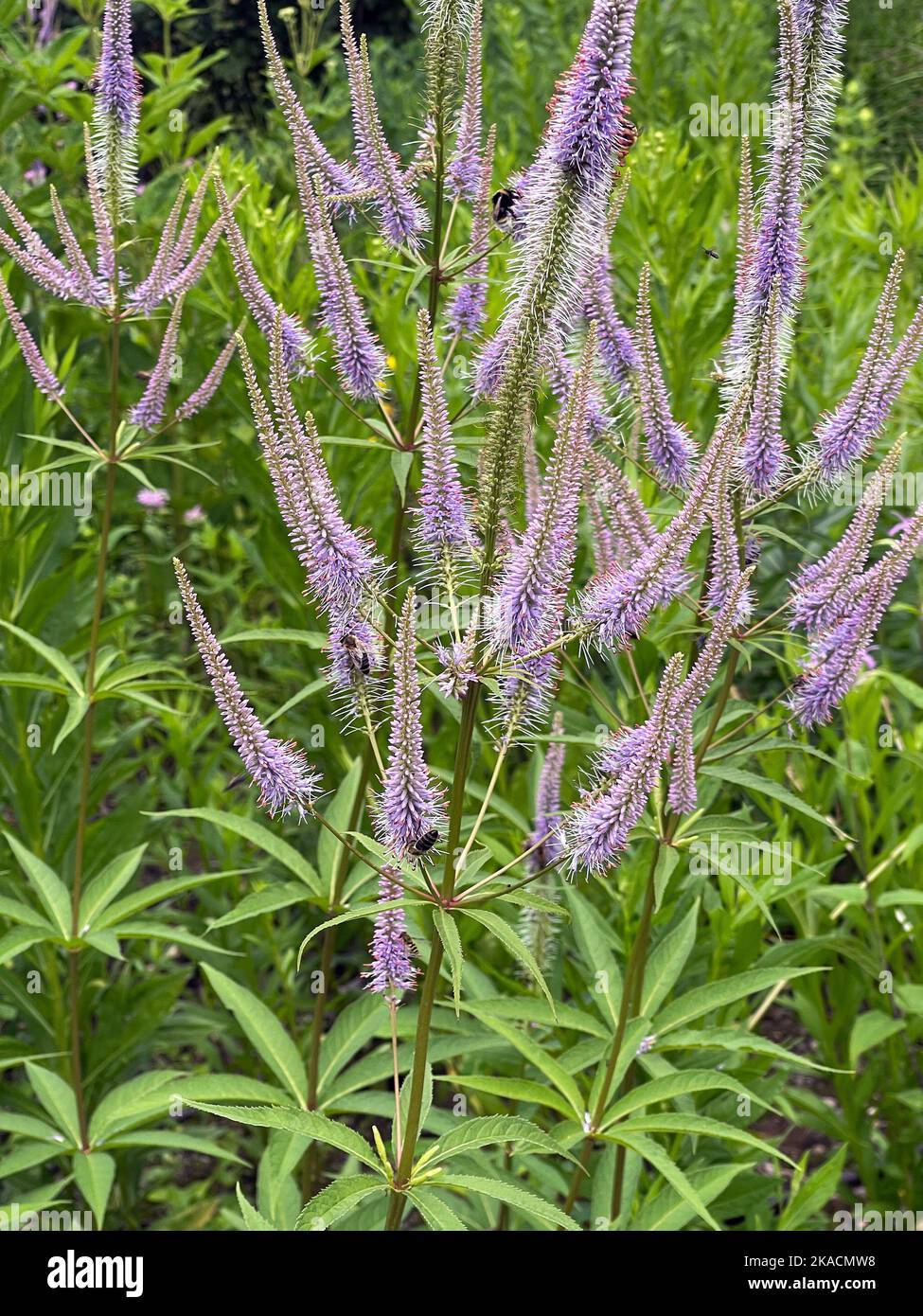 EHRENPREIS, Veronica longifolia ist eine wunderschoene bienenenenfreundliche Staude mit blauen Blueten. Speedwell, Veronica longifolia è una bella ape Foto Stock