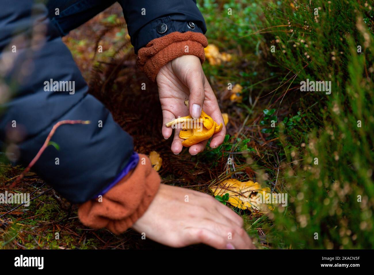 Donna che foraging Chanterelles selvaggio Foto Stock