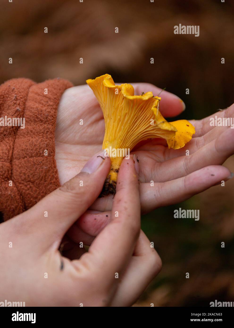 Donna che foraging Chanterelles selvaggio Foto Stock