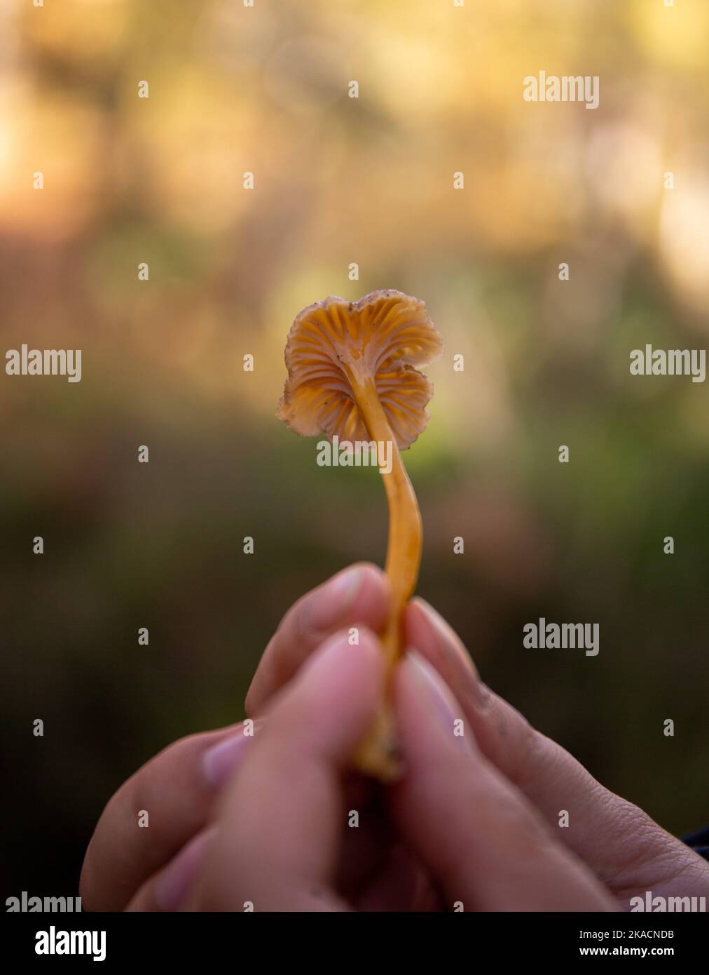 Donna che tiene Chanterelles selvaggio inverno Foto Stock