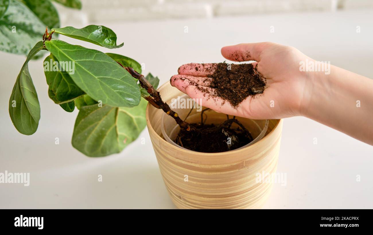 Una fiorista donna versa il terreno per piantare piante ficus lyrata bambino in una fioriera. Le mani femminili e cura per le piante domestiche Foto Stock