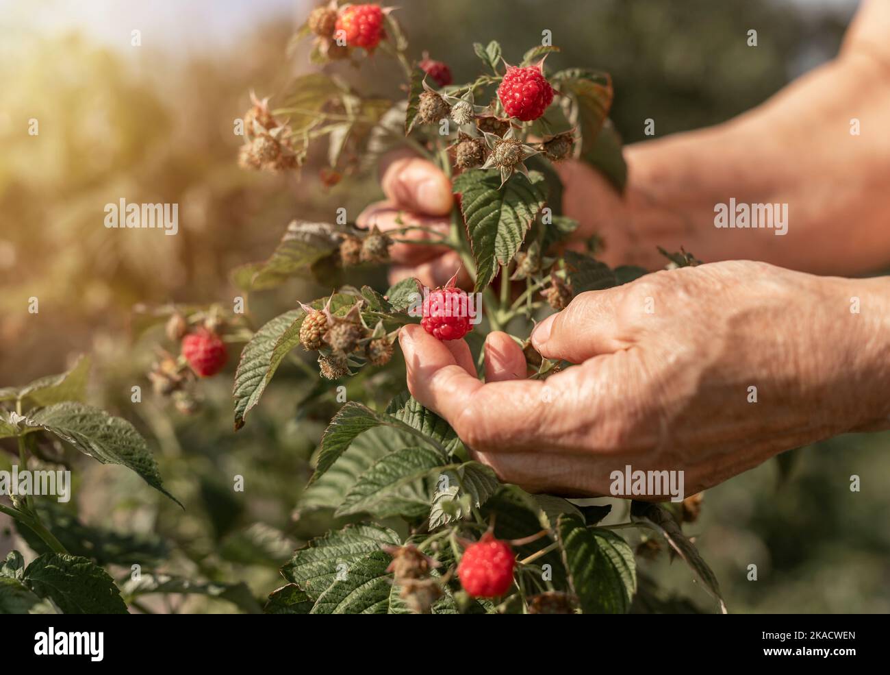 Raccolta a mano e raccolta di lamponi dal giardino. Bacca rossa sul ramo vicino. Foto Stock