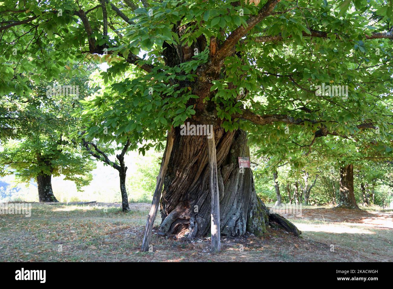 Vecchio albero di castagno dolce, Castanea sativa, con Props di legno, che cresce in Old Chestnut Plantation o Grove, aka a Castanetum, Drome Provence Francia Foto Stock