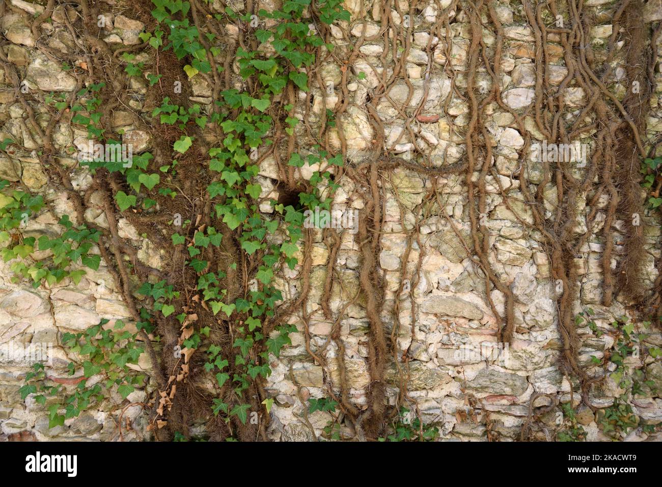 Ivy comune, Hedera elica, mostrando foglie e radici crescere su Old Stone Wall. Aka Ivy comune, Ivy europeo, Ivy inglese, Bindweed o Lovestone Foto Stock