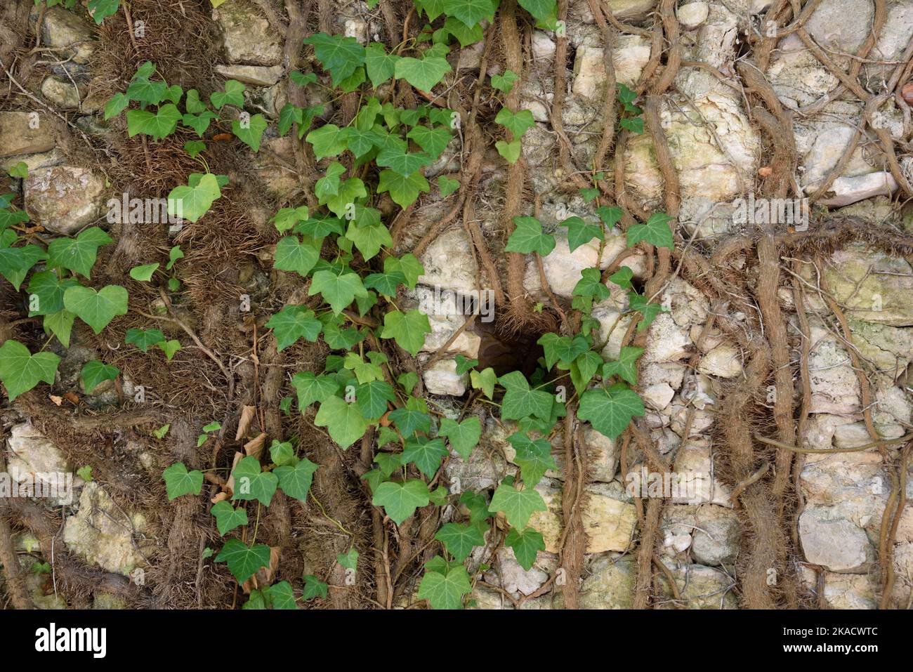 Ivy comune, Hedera elica, mostrando foglie e radici crescere su Old Stone Wall. Aka Ivy comune, Ivy europeo, Ivy inglese, Bindweed o Lovestone Foto Stock