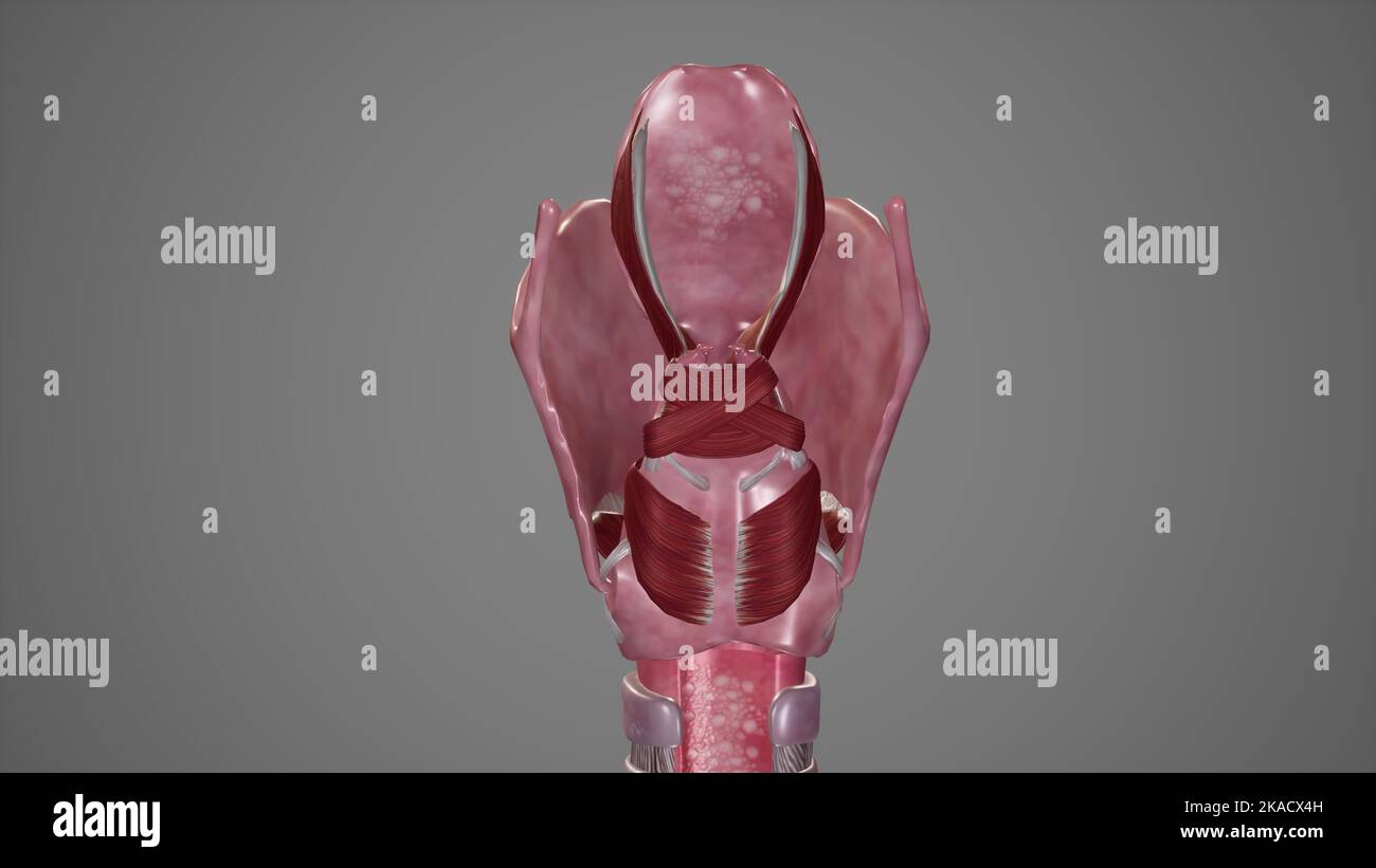 Muscoli intrinseci della vista Larynx-posteriore Foto Stock