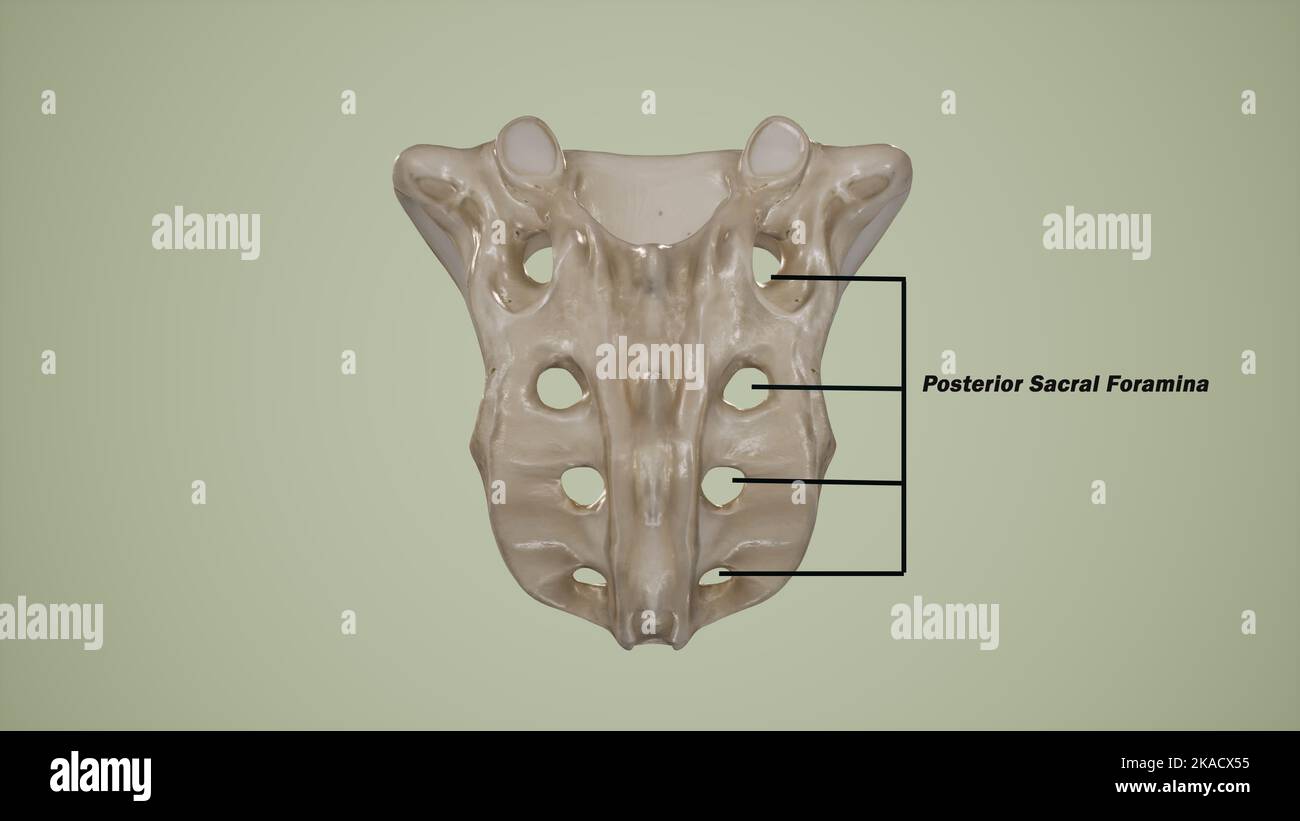 Vista posteriore del sacro umano che mostra la foramina sacrale posteriore marcata Foto Stock