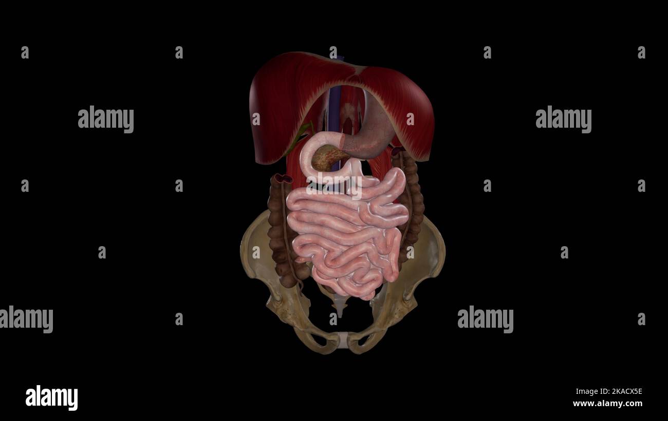 Illustrazione medica dell'intestino tenue - Vista anteriore Foto Stock