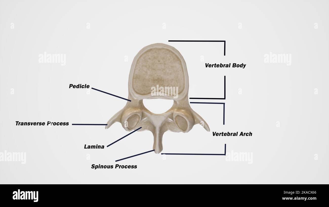 Illustrazione medica delle vertebre tipiche, vista superiore Foto Stock