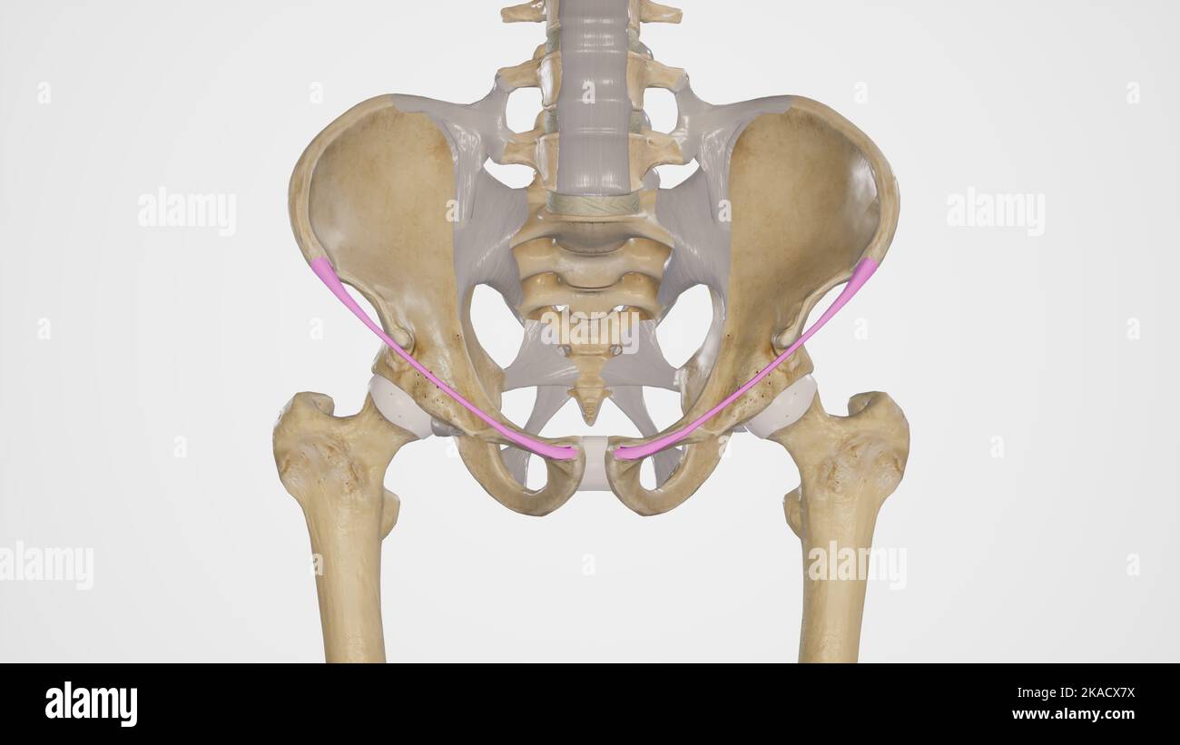 Medical accurata illustrazione del legamento inguinale Foto Stock