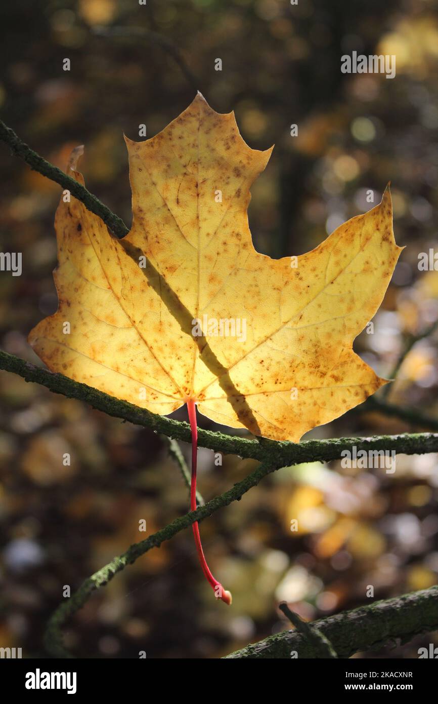 La foglia di Sycamore dorato è retroilluminata dal sole d'autunno in un bosco inglese Foto Stock