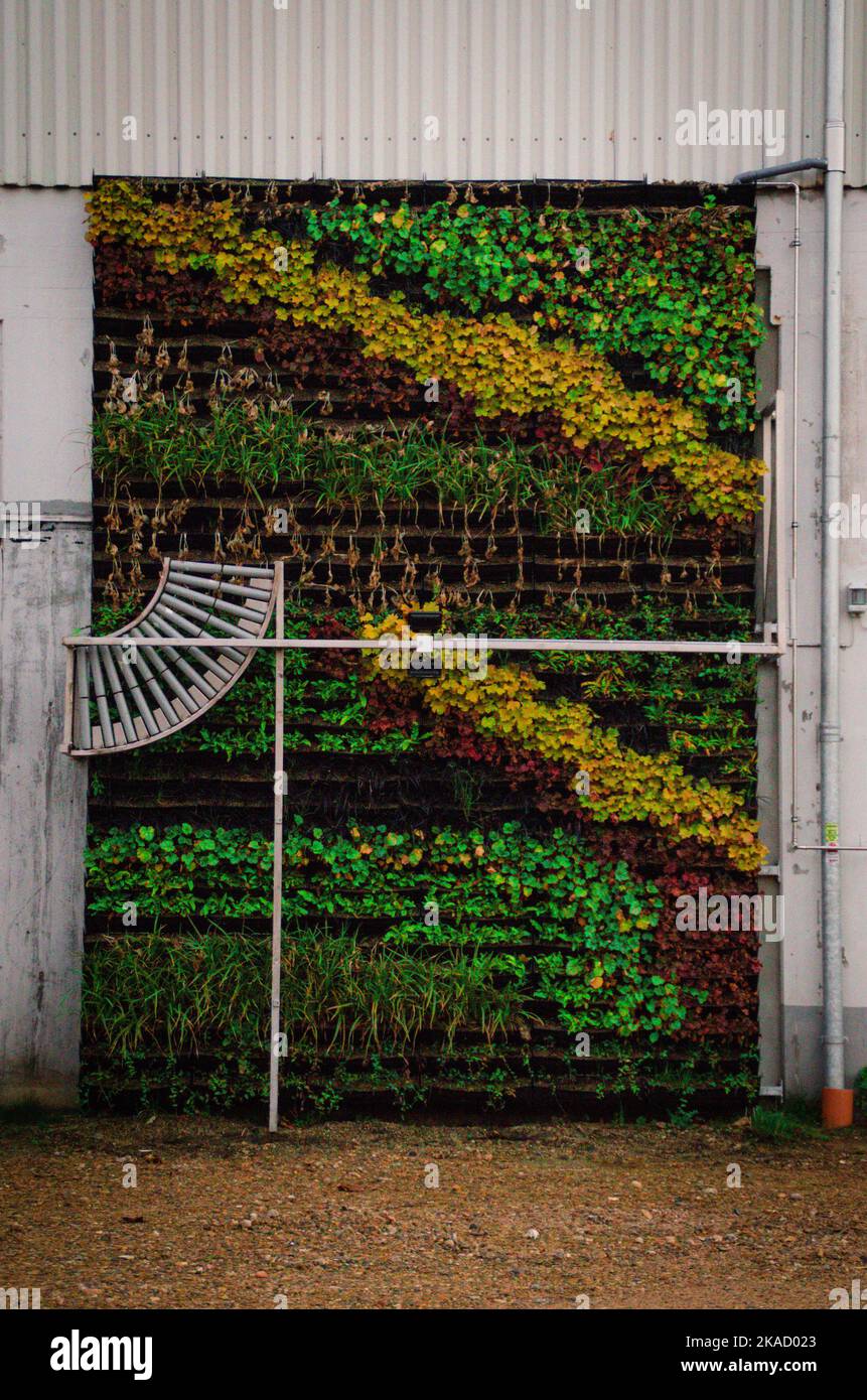 Muro di fiori in via di estinzione Foto Stock