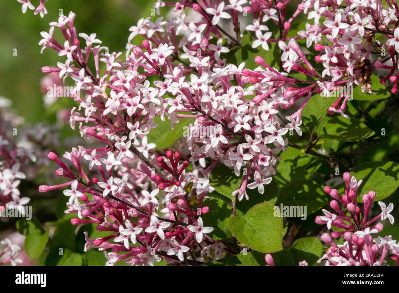 Syringa microphylla Superba fiore Syringa pubescens Primavera, Lilac Foto Stock