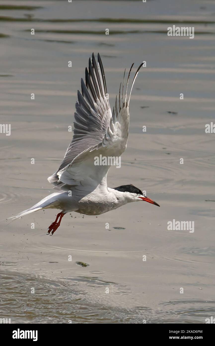 Un colpo verticale di terna comune (sterna hirundo) che sorvola il fiume Foto Stock