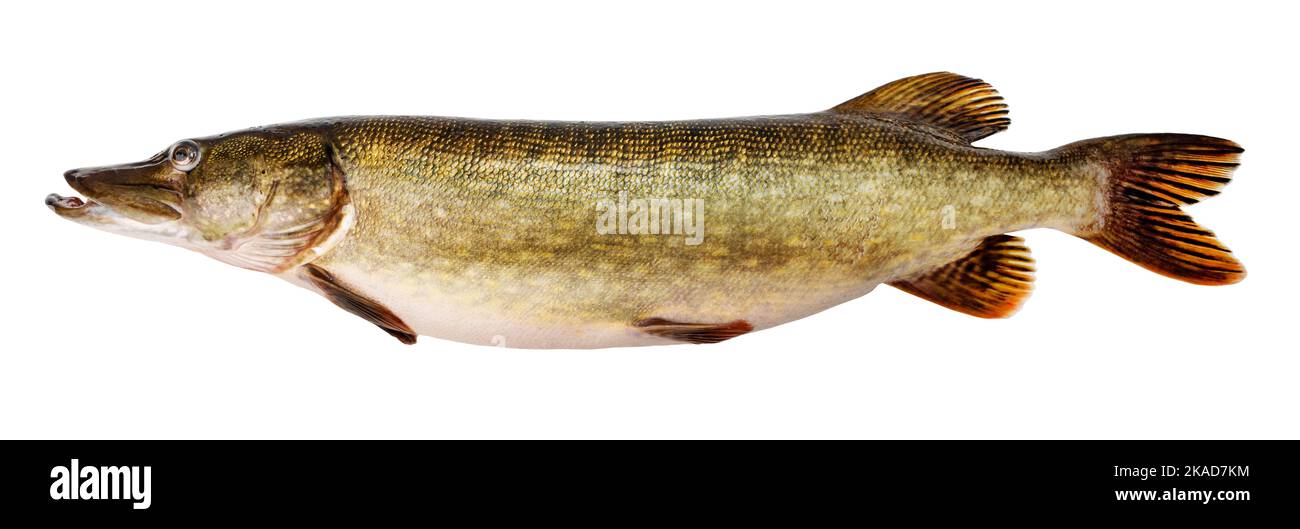 pesce luccio isolato su sfondo bianco Foto Stock