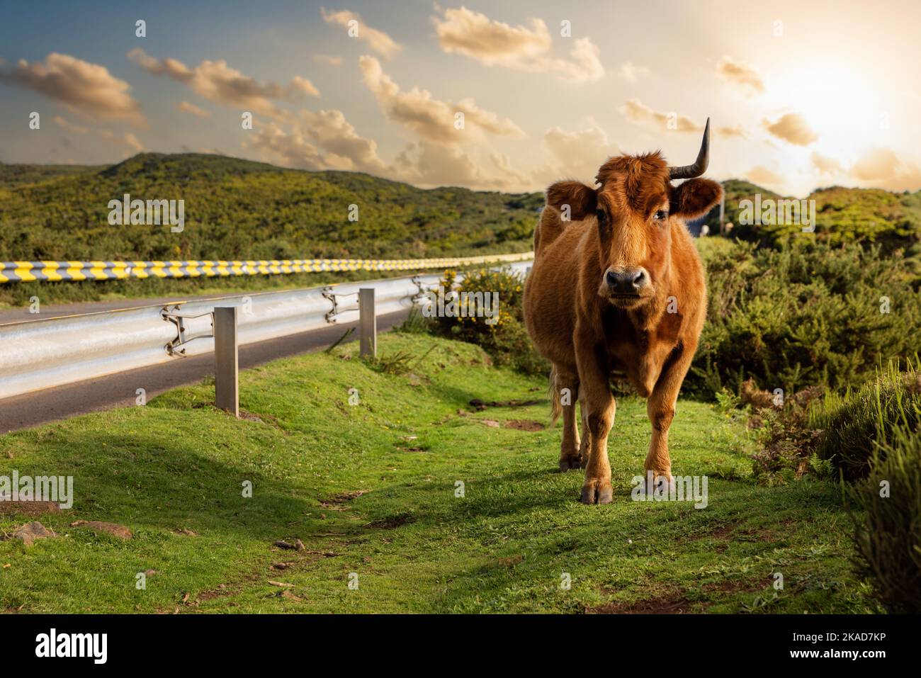 Mucca con un corno che pascola sulle montagne di Madeira al tramonto Foto Stock