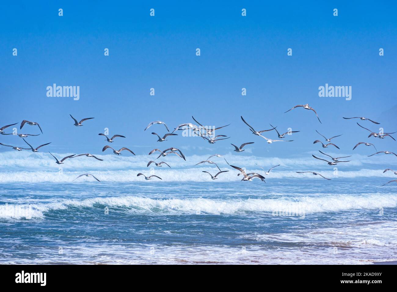 I gabbiani volano sopra le onde del mare con uno sfondo blu del cielo. Foto Stock