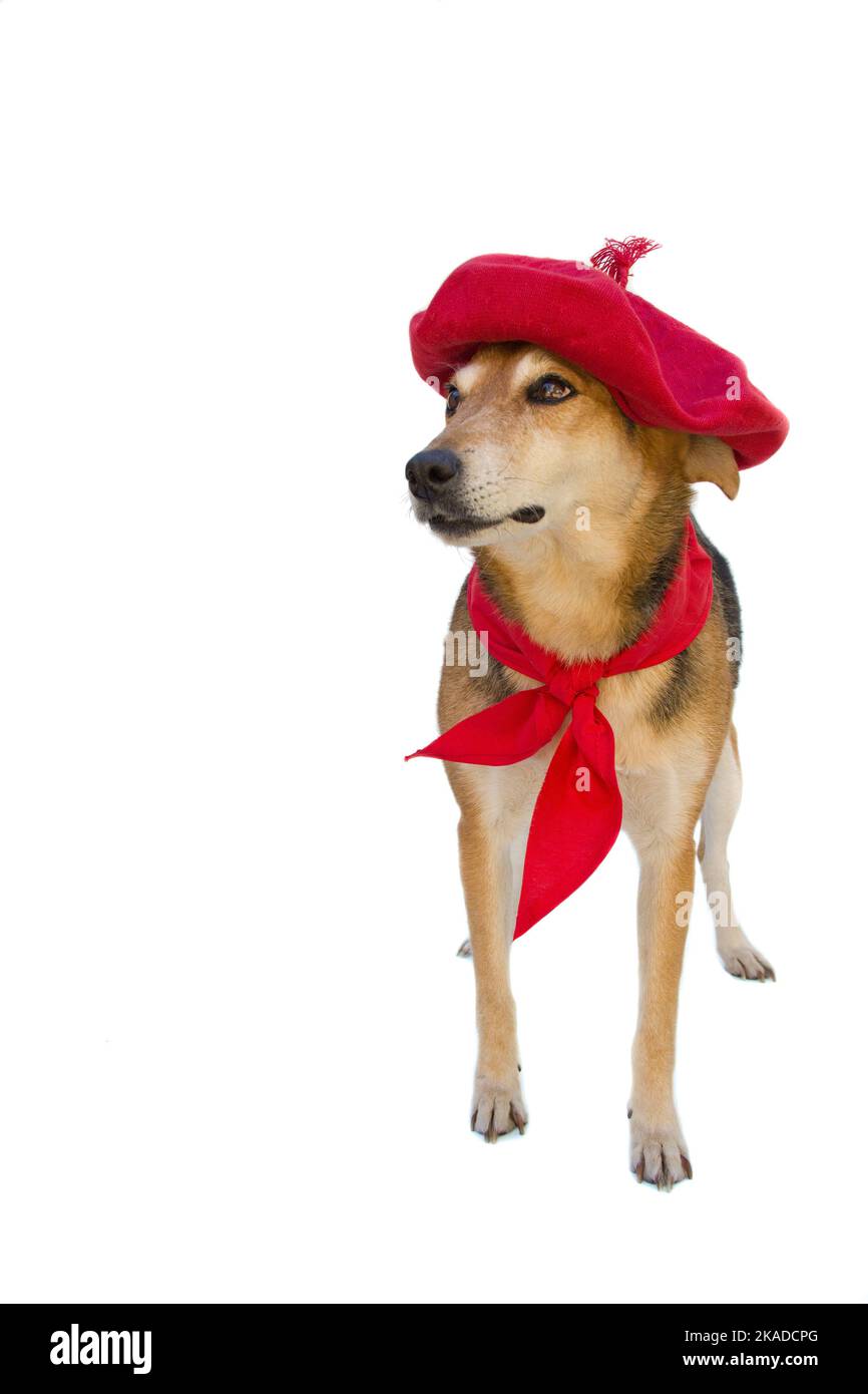 Ritratto di cane grel con berretto e sciarpa rossa su sfondo bianco. Festa di San Fermin Foto Stock