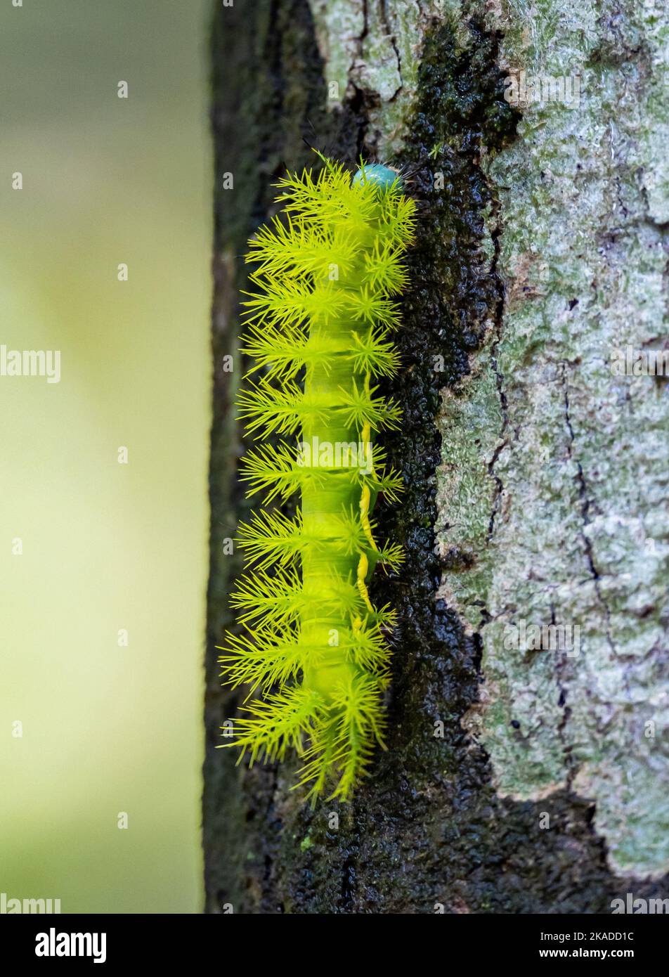 bruco spinoso verde brillante di Eyed Silkmoth (Automeris Illustris). Tepequém, Stato di Roraima, Brasile. Foto Stock
