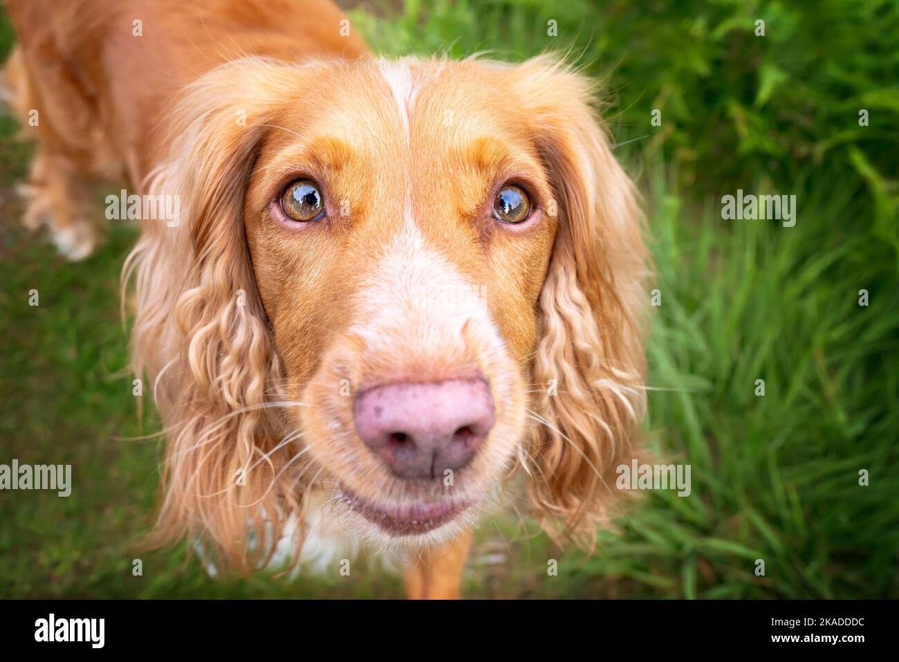 L'abbronzatura dorata e il cocker bianco di lavoro si avvicinano e si avvicinano a un bosco. Gli occhi sono molto nitidi a fuoco e stanno guardando direttamente il Foto Stock