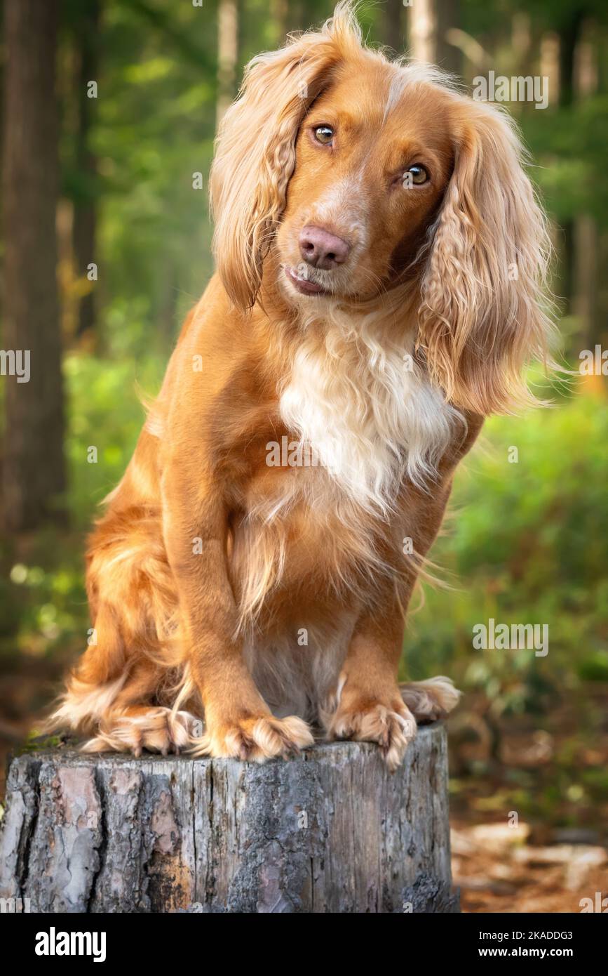 Golden tan e bianco lavoro cocker spaniel ritratto da vicino in una foresta. Guarda direttamente verso la telecamera, con una splendida inclinazione della testa. A. Foto Stock