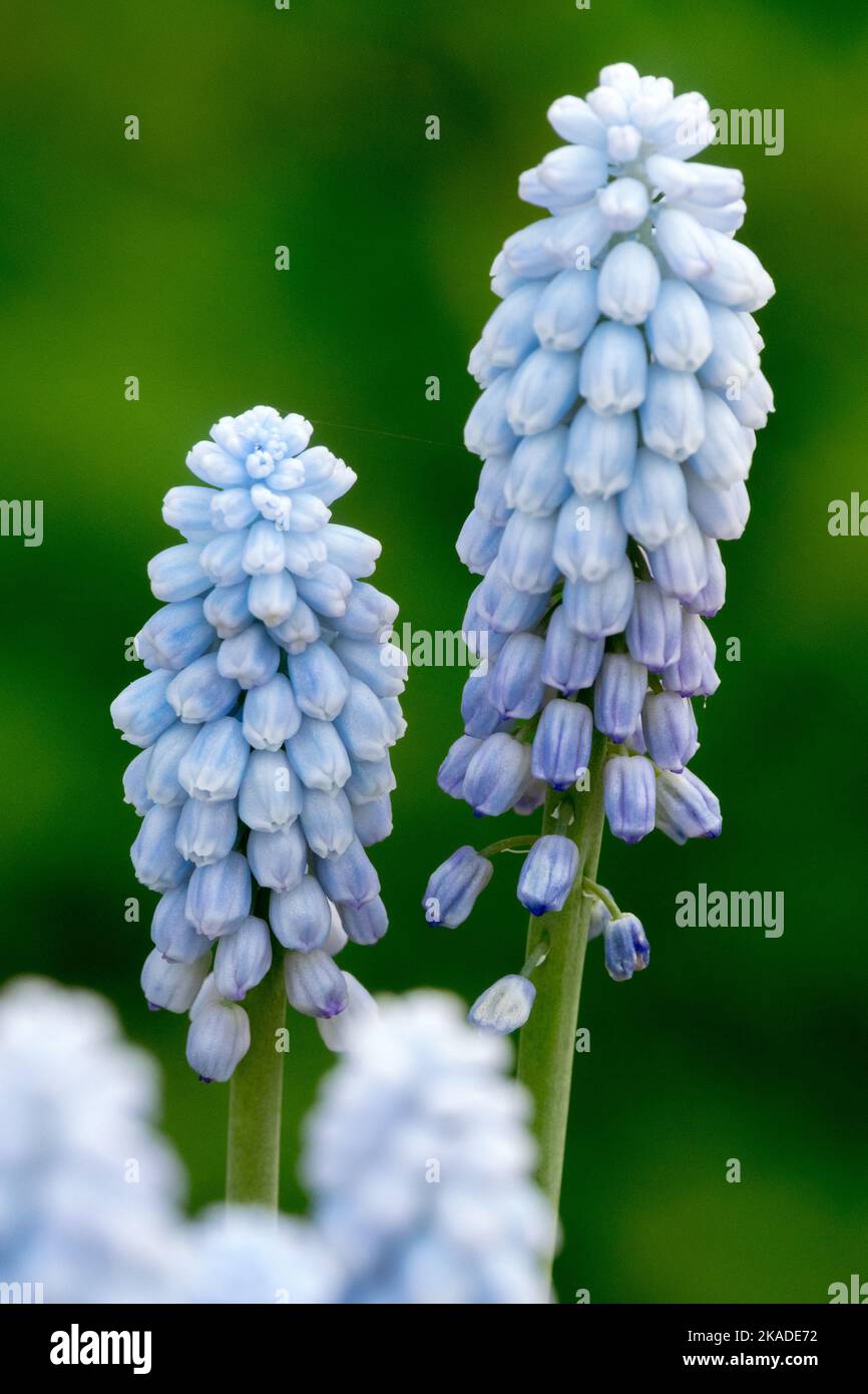 Uva giacinto fiore Muscari armeniacum Muscari 'Babys Breath' Foto Stock