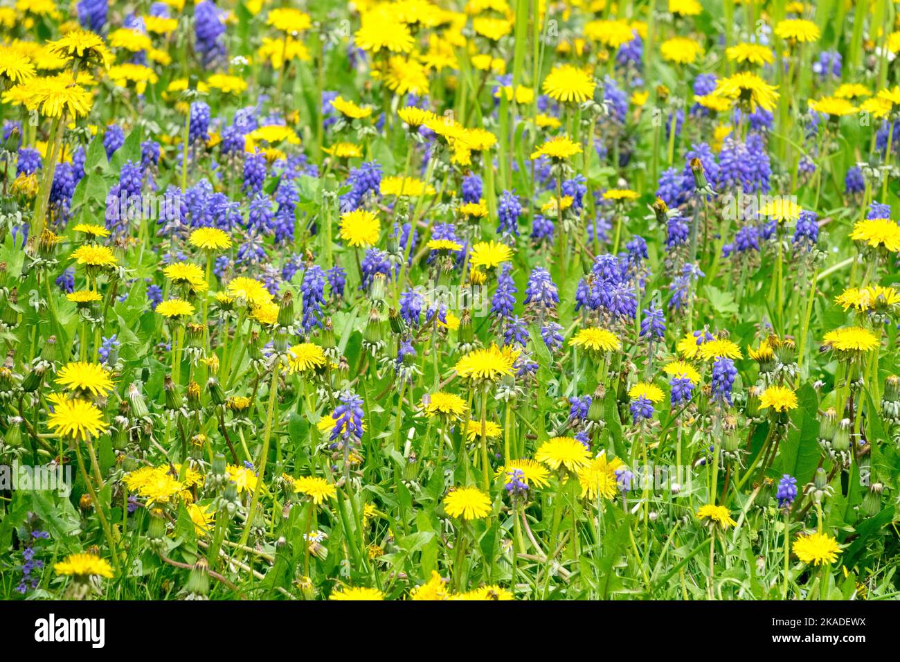 Dandelions Muscari prato Primavera Prato Fiori giallo Fiori Blu giallo Blu Dandelions Taraxacum officinale Muscari armeniacum campo Giacinto d'uva Foto Stock